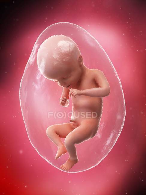 Fœtus humain en développement à la semaine 21, illustration par ordinateur . — Photo de stock