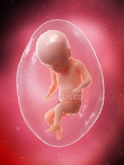 El feto humano se desarrolla en la semana 22, ilustración por computadora . - foto de stock