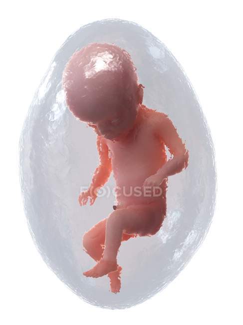 Fœtus humain en développement à la semaine 22, illustration par ordinateur . — Photo de stock