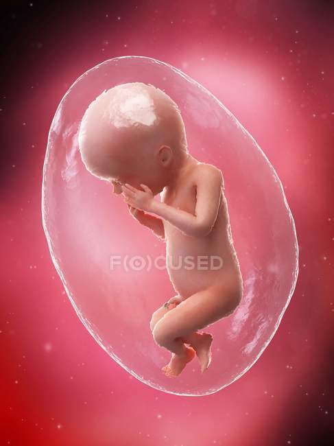 Людський плід, що розвивається на 23 тижні, комп'ютерна ілюстрація . — стокове фото