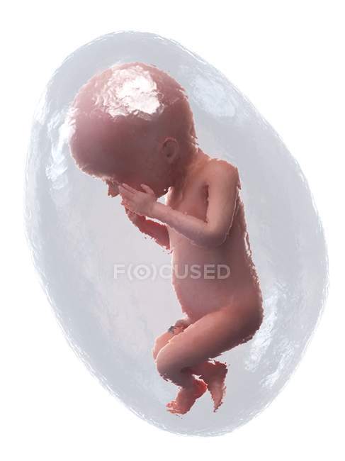 El feto humano se desarrolla en la semana 23, ilustración por computadora . - foto de stock