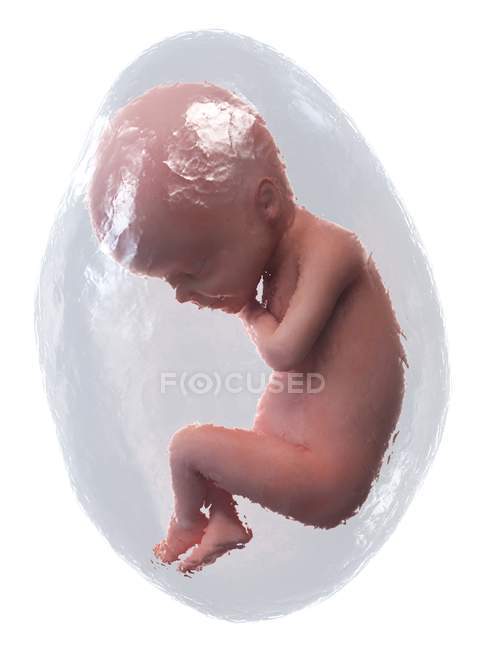 Fœtus humain en développement à la semaine 24, illustration par ordinateur . — Photo de stock
