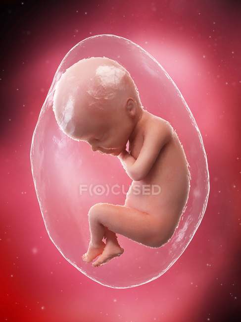 El feto humano se desarrolla en la semana 24, ilustración por computadora . - foto de stock
