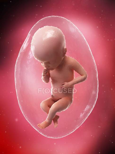 Fœtus humain en développement à la semaine 25, illustration par ordinateur . — Photo de stock