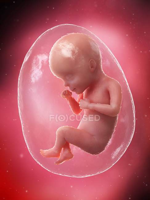 El feto humano se desarrolla en la semana 27, ilustración por computadora . - foto de stock