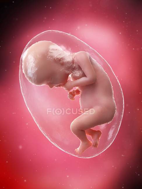 Human fetus developing at week 28, computer illustration. — Stock Photo