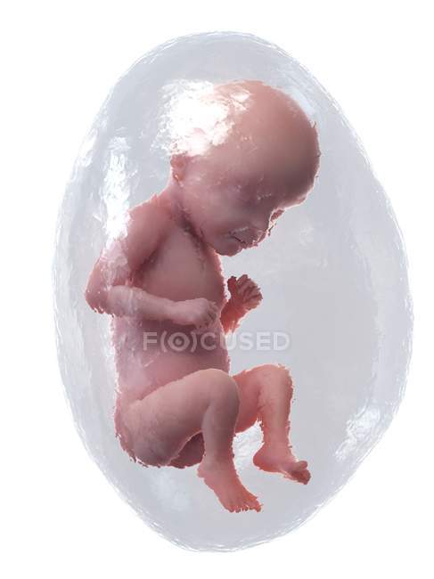 Людський плід, що розвивається на 28 тижні, комп'ютерна ілюстрація . — стокове фото