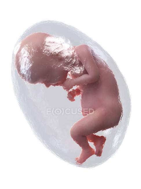 Human fetus developing at week 29, computer illustration. — Stock Photo