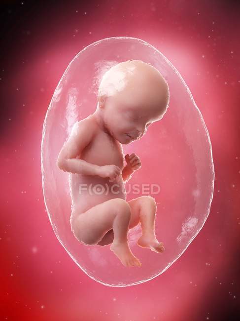 Sviluppo del feto umano alla settimana 29, illustrazione al computer . — Foto stock