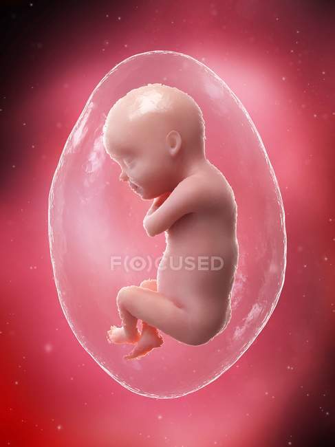 Human fetus developing at week 30, computer illustration. — Stock Photo