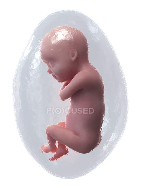 El feto humano se desarrolla en la semana 30, ilustración por computadora . - foto de stock