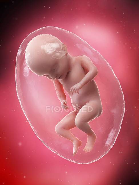 Sviluppo del feto umano alla settimana 31, illustrazione al computer . — Foto stock