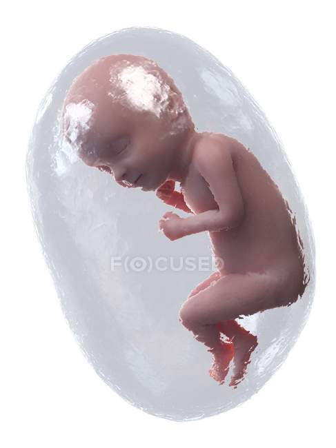 El feto humano se desarrolla en la semana 33, ilustración por computadora . - foto de stock