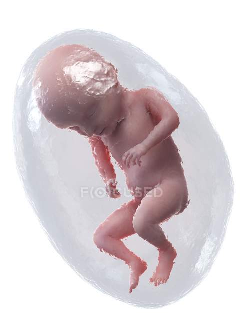 Fœtus humain en développement à la semaine 31, illustration par ordinateur . — Photo de stock