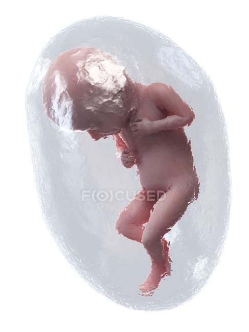 Sviluppo del feto umano alla settimana 32, illustrazione al computer . — Foto stock