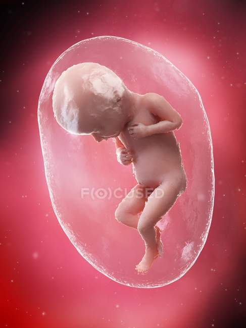 Sviluppo del feto umano alla settimana 32, illustrazione al computer
. — Foto stock