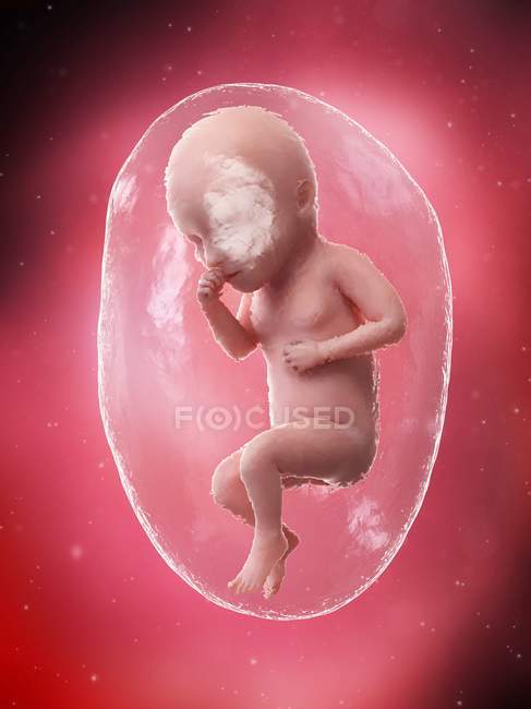 El feto humano se desarrolla en la semana 34, ilustración por computadora . - foto de stock