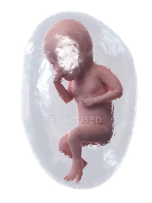 Sviluppo del feto umano alla settimana 34, illustrazione al computer
. — Foto stock