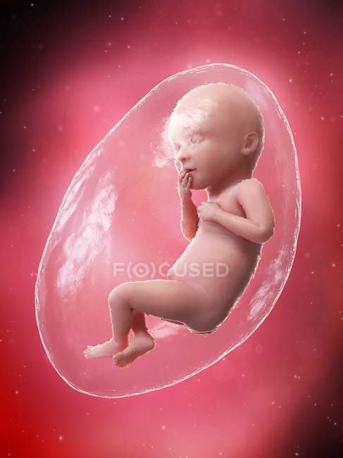 El feto humano se desarrolla en la semana 36, ilustración por computadora . - foto de stock