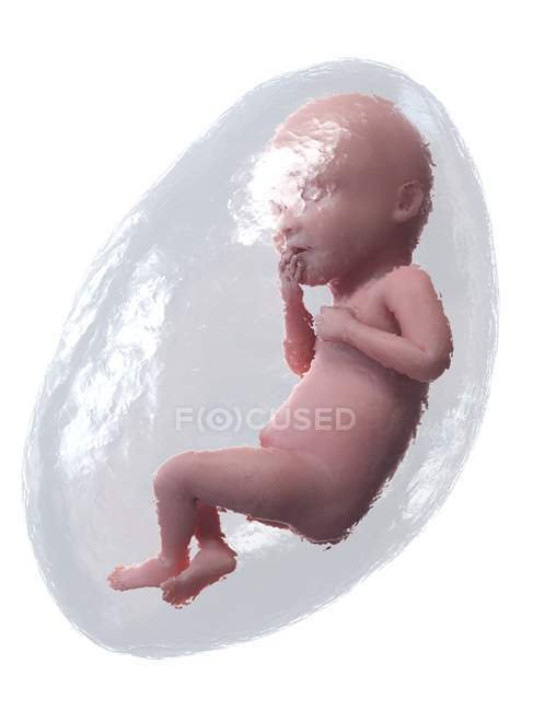 Fœtus humain en développement à la semaine 36, illustration par ordinateur . — Photo de stock