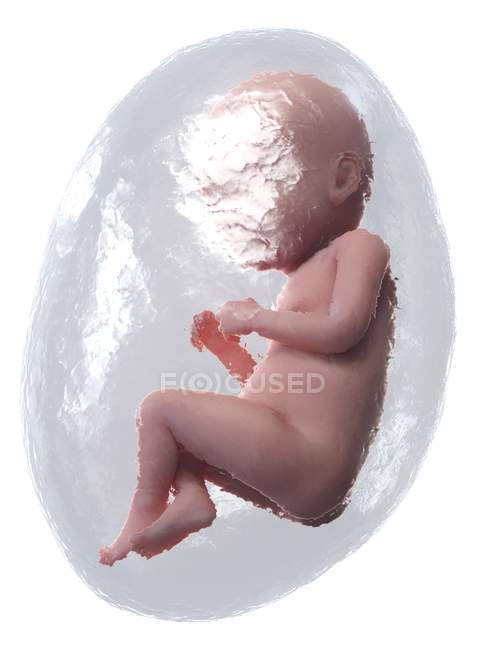 El feto humano se desarrolla en la semana 37, ilustración por computadora
. - foto de stock