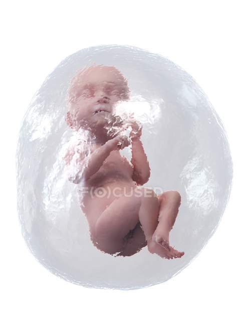 El feto humano se desarrolla en la semana 38, ilustración por computadora . - foto de stock