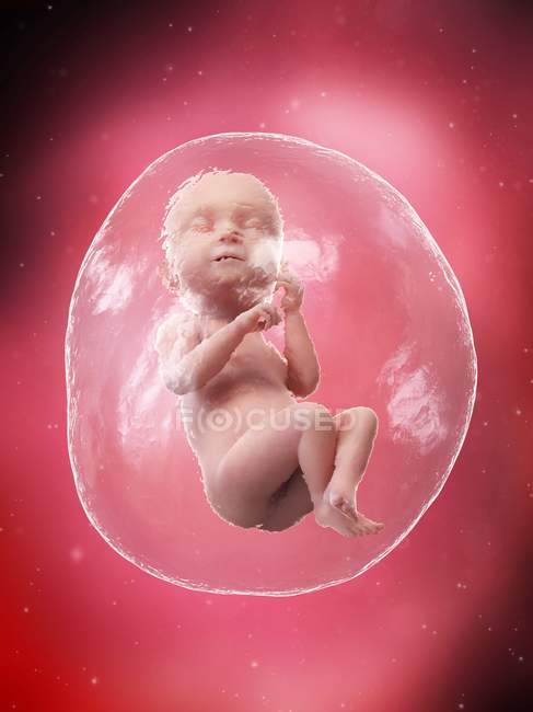 Fœtus humain en développement à la semaine 38, illustration par ordinateur . — Photo de stock