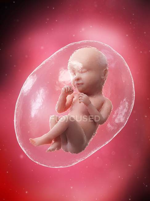 El feto humano se desarrolla en la semana 39, ilustración por computadora . - foto de stock