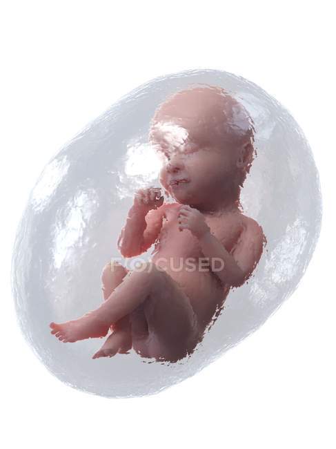 Sviluppo del feto umano alla settimana 39, illustrazione al computer
. — Foto stock
