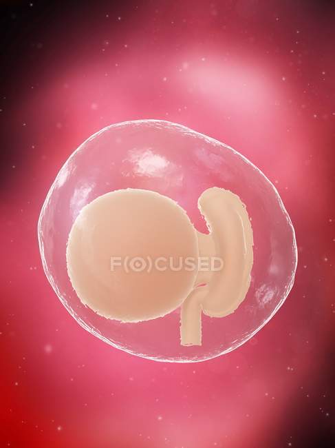 Human fetus developing at week 4, computer illustration. — Stock Photo