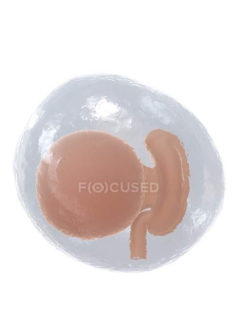 El feto humano se desarrolla en la semana 4, ilustración por computadora . - foto de stock