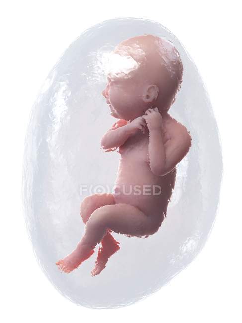 Fœtus humain en développement à la semaine 40, illustration par ordinateur . — Photo de stock