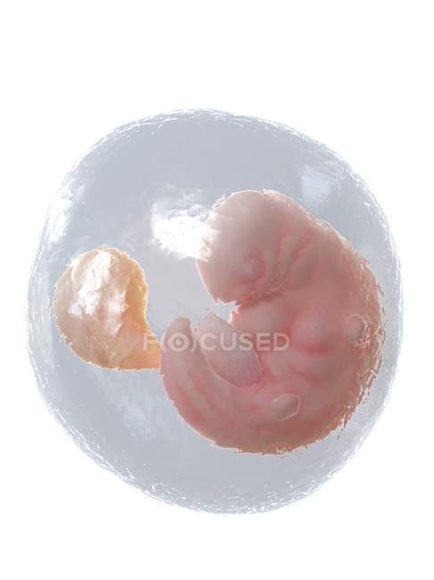 El feto humano se desarrolla en la semana 6, ilustración por computadora . - foto de stock