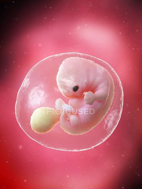 Fœtus humain en développement à la semaine 7, illustration par ordinateur . — Photo de stock