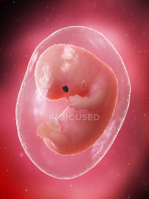 El feto humano se desarrolla en la semana 8, ilustración por computadora . - foto de stock