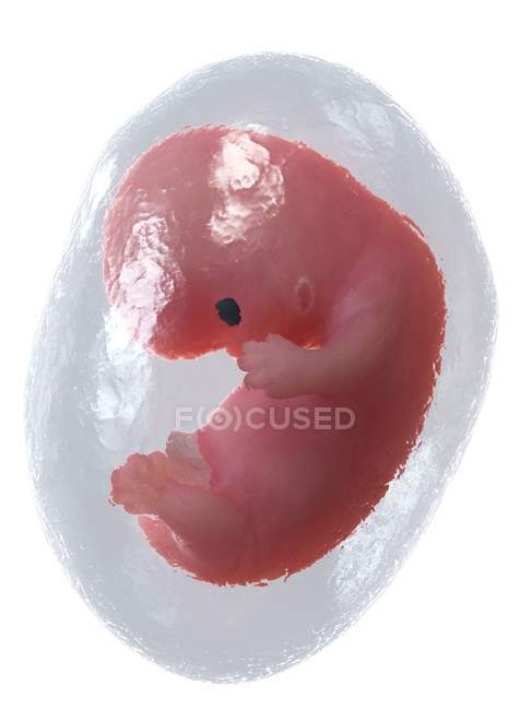 Human fetus developing at week 8, computer illustration. — Stock Photo
