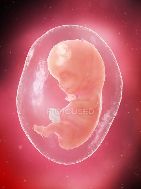 El feto humano se desarrolla en la semana 9, ilustración por computadora . - foto de stock
