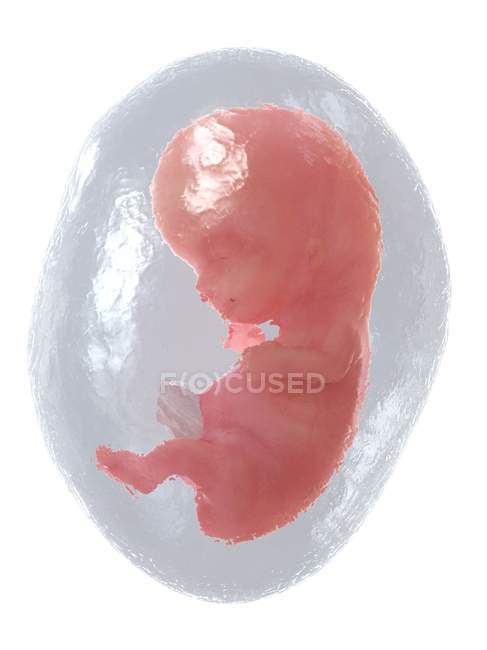 Fœtus humain en développement à la semaine 9, illustration par ordinateur . — Photo de stock