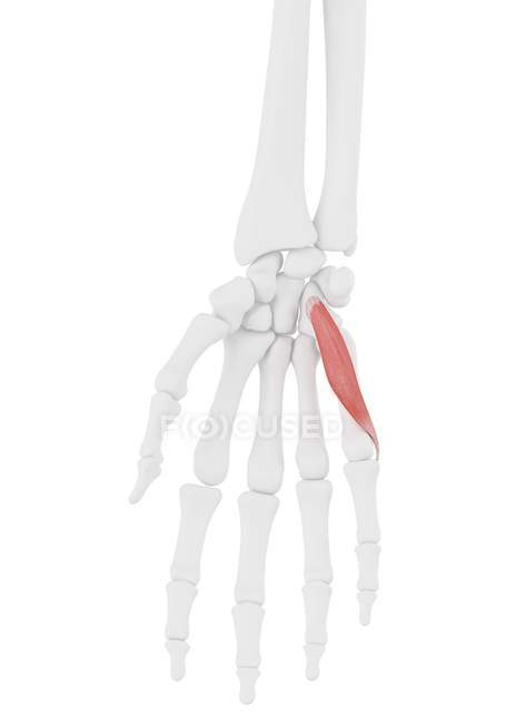 Esqueleto humano con Flexor digiti minimi músculo brevis de color rojo, ilustración por ordenador . - foto de stock