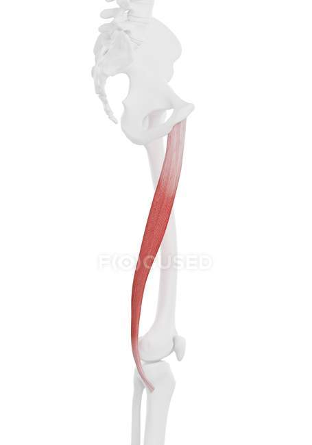 Esqueleto humano con músculo Gracilis de color rojo, ilustración por computadora
. - foto de stock