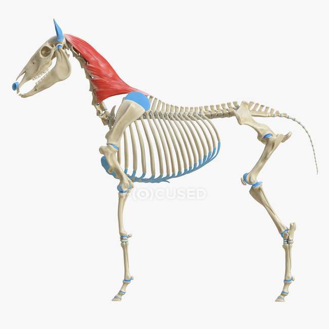 Modelo de esqueleto de cavalo com músculo Esplénio detalhado, ilustração digital . — Fotografia de Stock