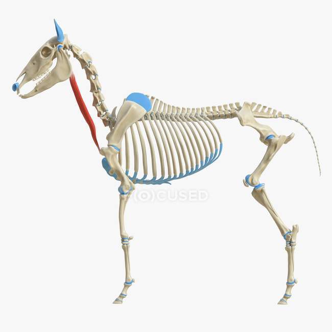 Modelo de esqueleto de cavalo com músculo esternocefalico detalhado, ilustração digital . — Fotografia de Stock