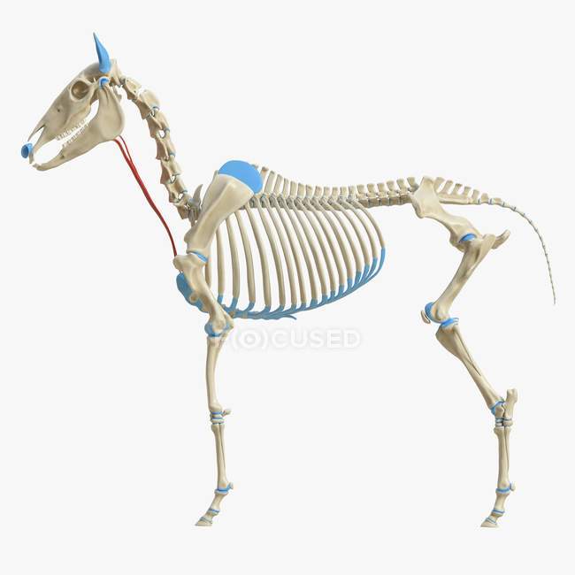 Horse skeleton model with detailed Sternohyoideus muscle, digital illustration. — Stock Photo