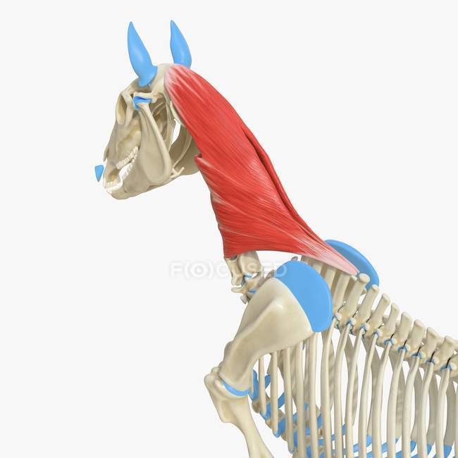 Pferdeskelettmodell mit detailliertem Splenius Muskel, digitale Illustration. — Stockfoto