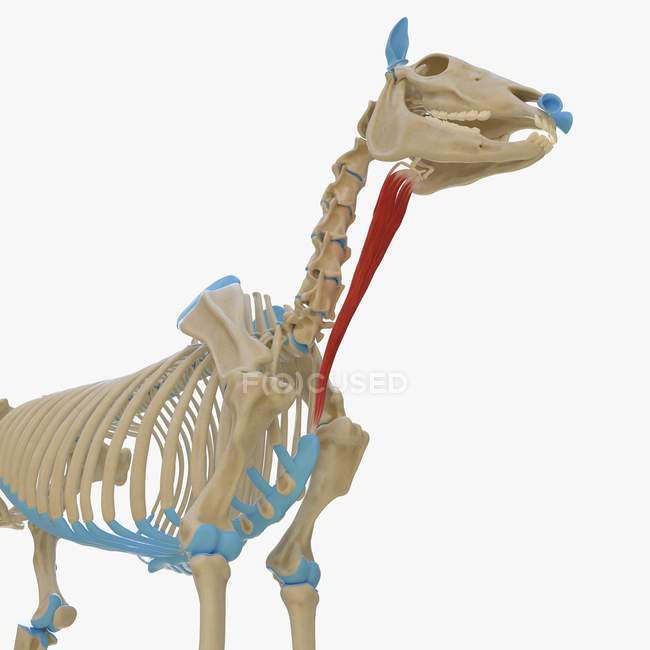 Modelo de esqueleto de caballo con músculo esternohyoideus detallado, ilustración digital . - foto de stock
