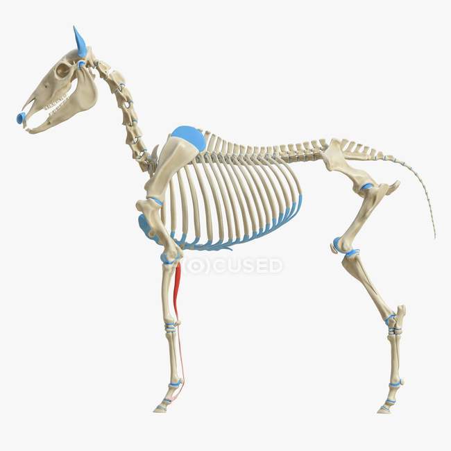 Modello di scheletro di cavallo con dettagliato muscolo flessore digitale superficiale, illustrazione digitale . — Foto stock