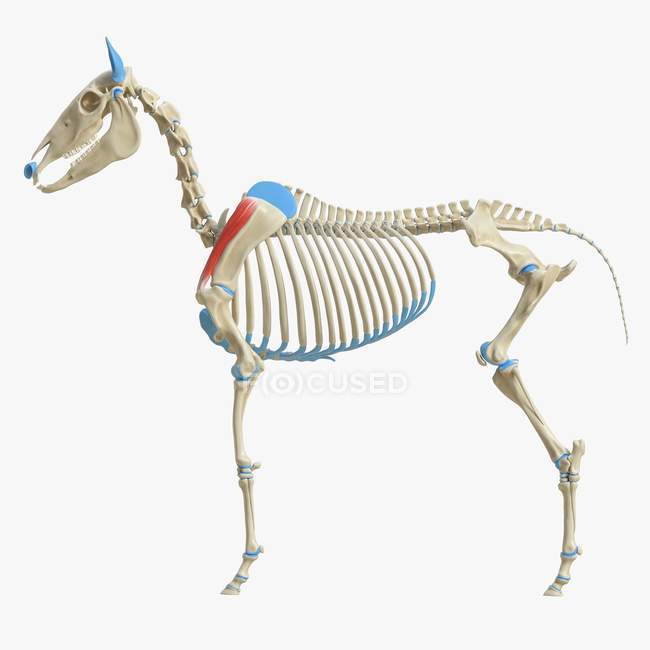 Horse skeleton model with detailed Supraspinatus muscle, digital illustration. — Stock Photo