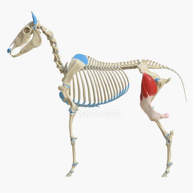 Horse skeleton model with detailed Tensor fascia lata muscle, digital illustration. — Stock Photo