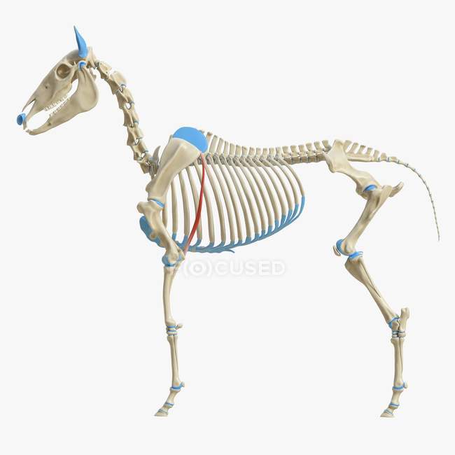 Модель кінь скелета з детальним м'язом Tensor fascia, цифрова ілюстрація . — стокове фото