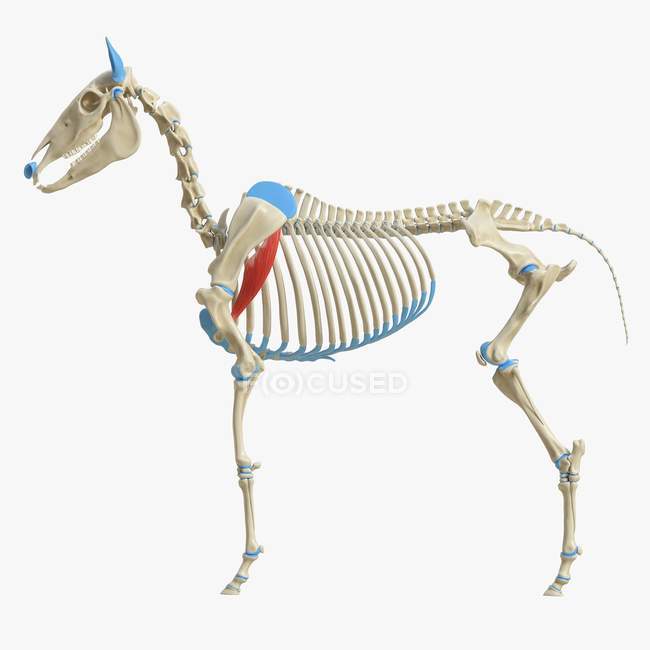 Horse skeleton model with detailed Teres major muscle, digital illustration. — Stock Photo